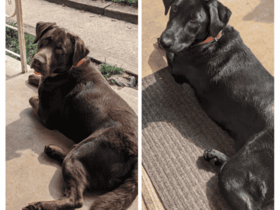 Labrador puppies