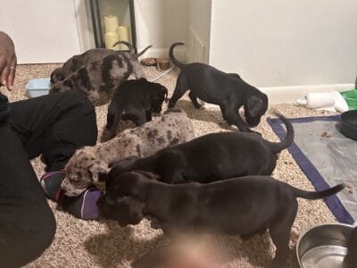 Great Dane pups