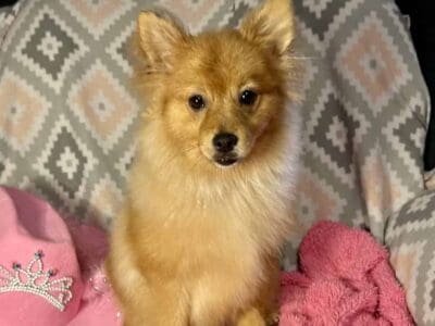 Pomeranian puppies for Black Friday!!