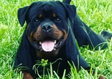 Regal Rottweilers