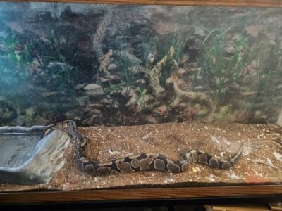 Snake (ball python)