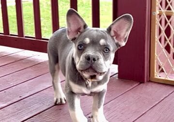 Male Isabella, Lilac & Tan French Bulldog Puppy
