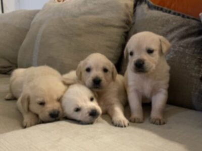 Beautiful White Lab Puppies Need New Home