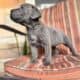 Cane Corso puppies ready for their new home!