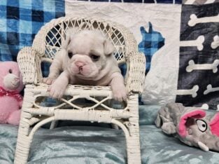 Cream Boston Terrier