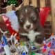 Kimonos puppies