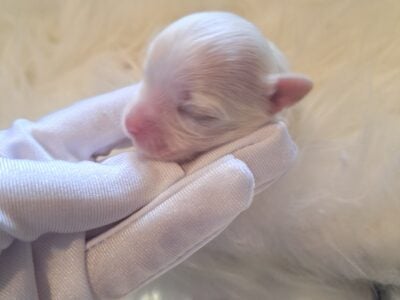 Wagg-n-Tails small Maltese breeder