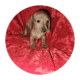 Doxie puppies
