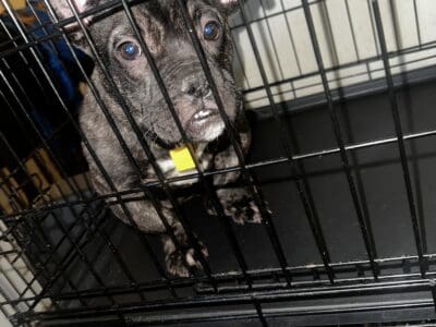 AMERICAN BULLY FOR SALE , boy, shots, papers 6 mth