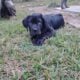 Female Neapolitan mastiff puppy