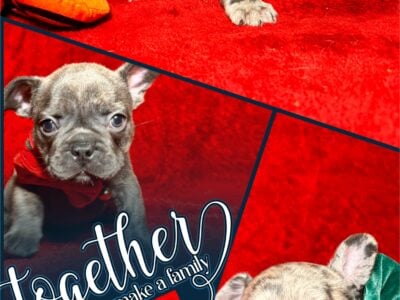 Frenchie Puppies