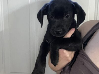 2 Male Black Lab/ Hound Puppies – FREE