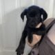 2 Male Black Lab/ Hound Puppies – FREE