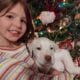 Labrador Retriever puppy