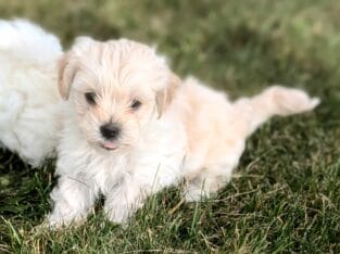 Shichonpoo Teddy bear puppy