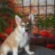 Leda (Tamaskan Puppy)