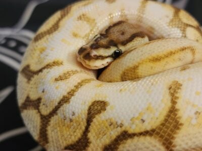 Queenbee ball python