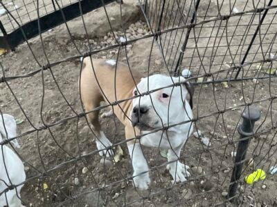Female puppy