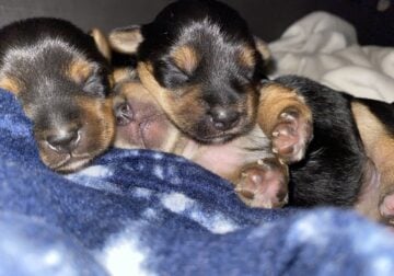 Yorkshire Terrier puppies