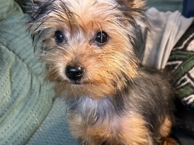 Yorkie female