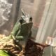 Adult Female Veiled Chameleon + Accessories