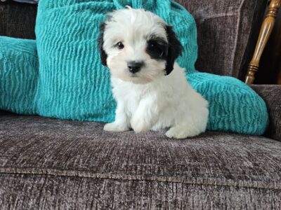 Morkiepoo puppies looking for their forever homes