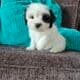 Morkiepoo puppies looking for their forever homes