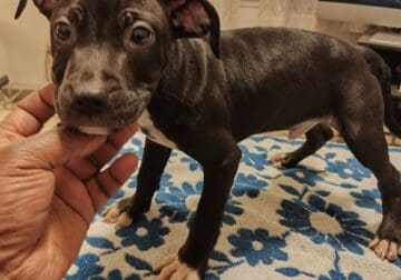 Williams bloodline puppies