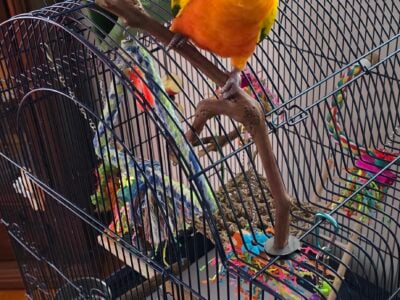 Beautiful Sun conure