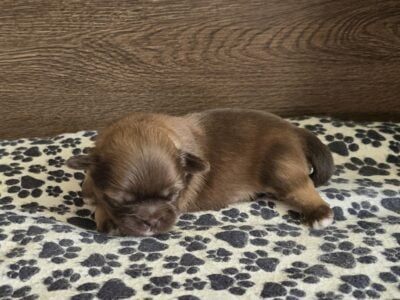AKC Shih Tzu Male