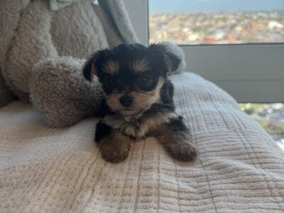 2 male yorkie babies ready for there forever home!