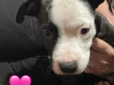 Free Pitbull Puppy