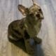 Female Frenchie Puppy