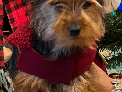 Yorkies