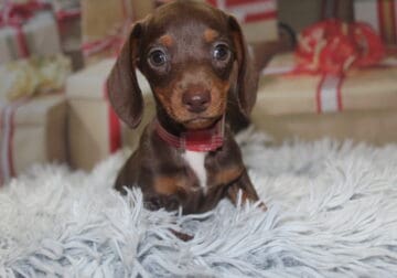 Adorable Mini Dachshund Puppies