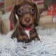 Adorable Mini Dachshund Puppies