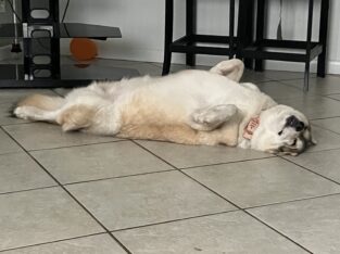 F Husky mix