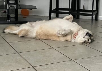 F Husky mix