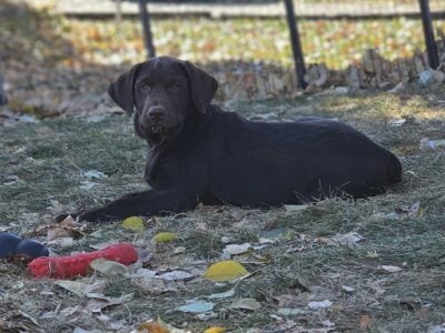 Silver & Chocolate Lab Puppies