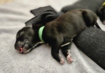 Puppies