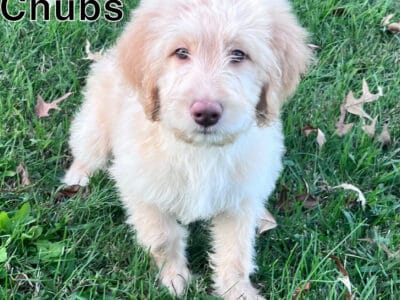 Standard Labradoodle Puppies