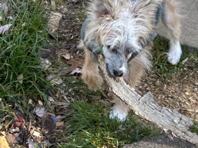 Chinese Crested