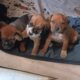 Pitbull/ blue tick pups