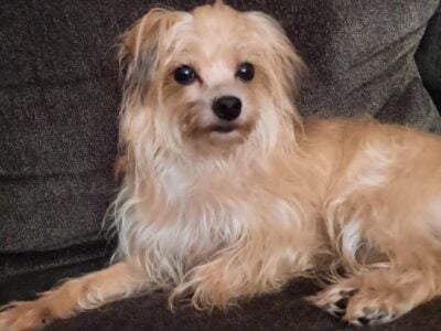 FREE AWESOME SMALL DOG