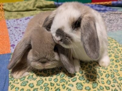 Holland lop kit