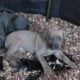 Cane Corso/Boerboel puppies for sale