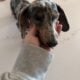 Blue (Silver) & Tan Dapple F Miniature Dachshund
