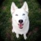beautiful white husky year old pup