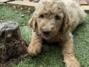 Goldendoodles F1B