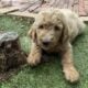 Goldendoodles F1B
